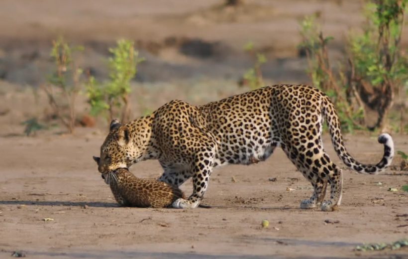 Best of Zambezi & Luangwa Safari
